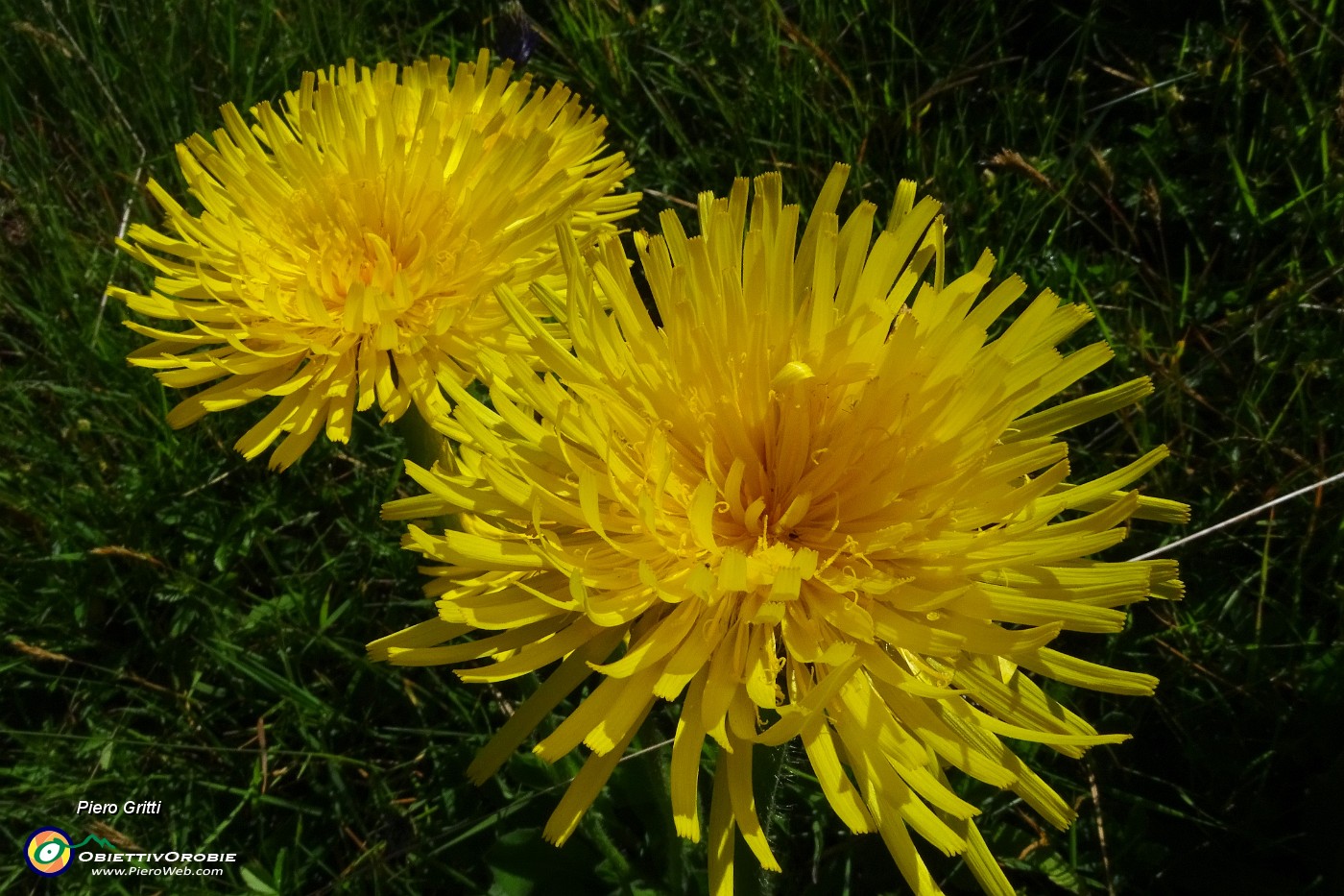 23 Giallo splendente della costolina alpina.JPG